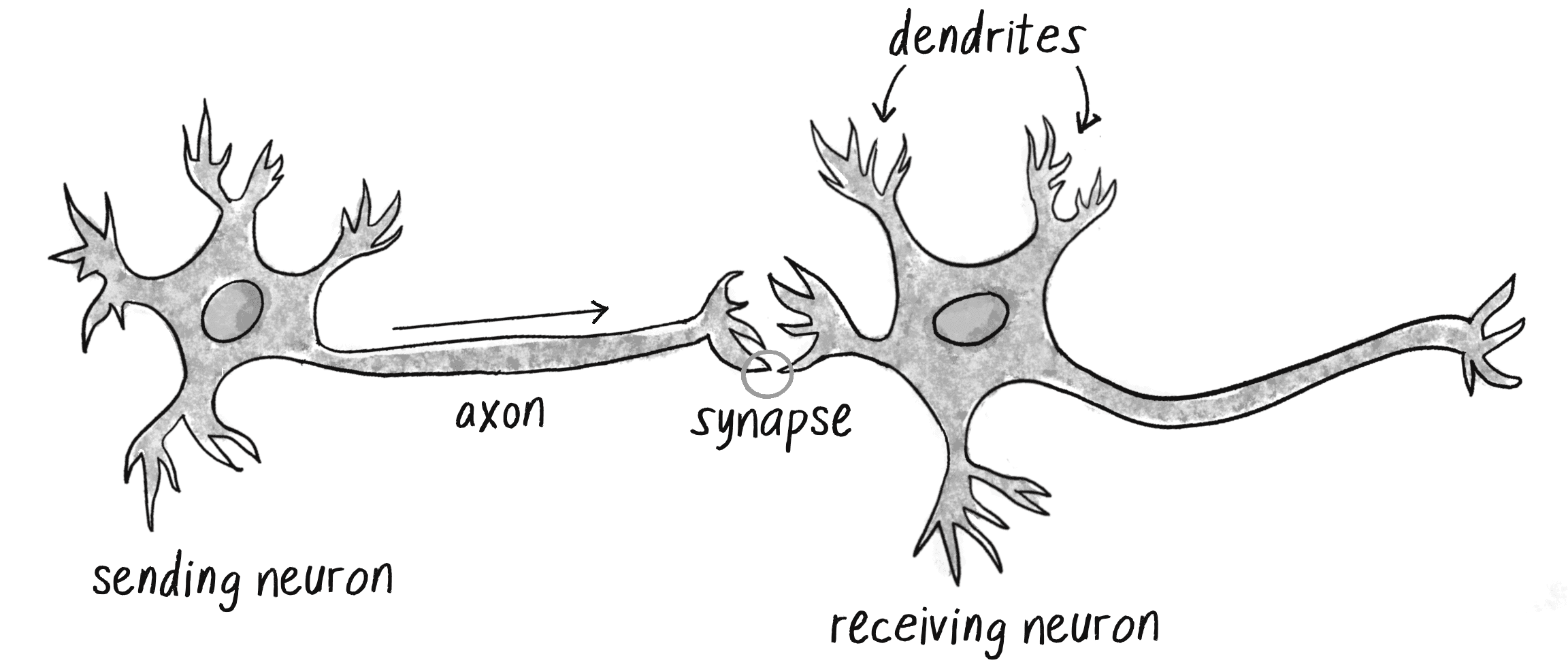 Малюнок 10.1: Нейрон з дендритами та аксоном, з’єднаним з іншим нейроном